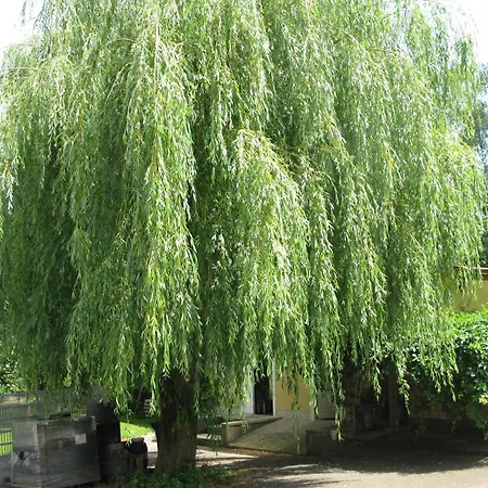 Weidenhof Apartment